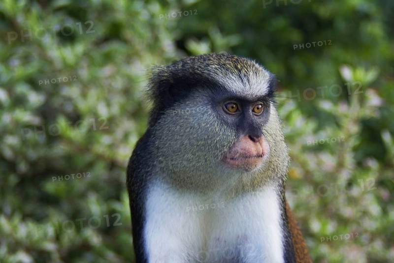 Mona monkey