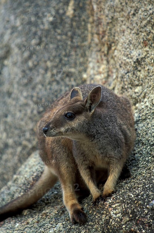 Queensland Rock Kangaroo