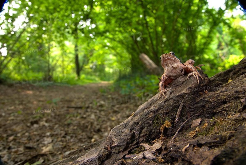 Italian Agile Frog