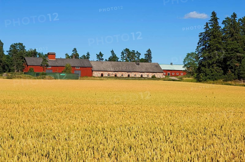 Wheat