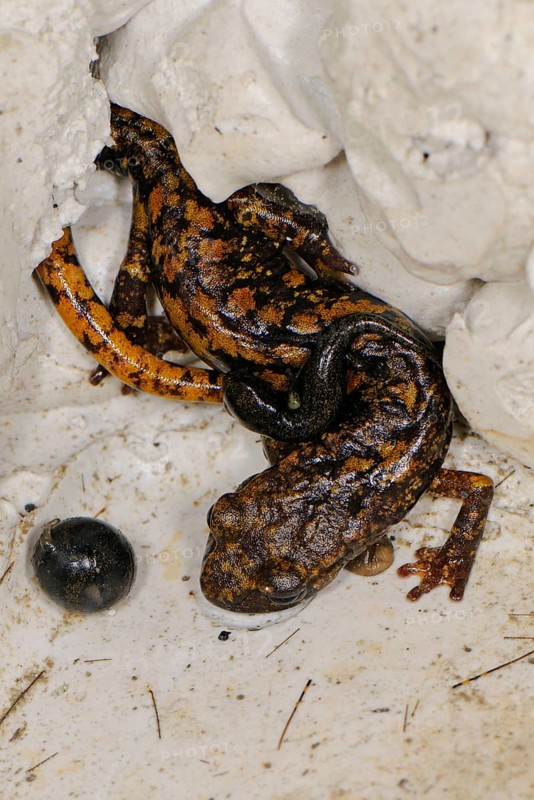Strinati's Cave Salamander