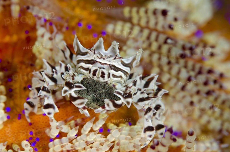 Zebra Urchin Crab