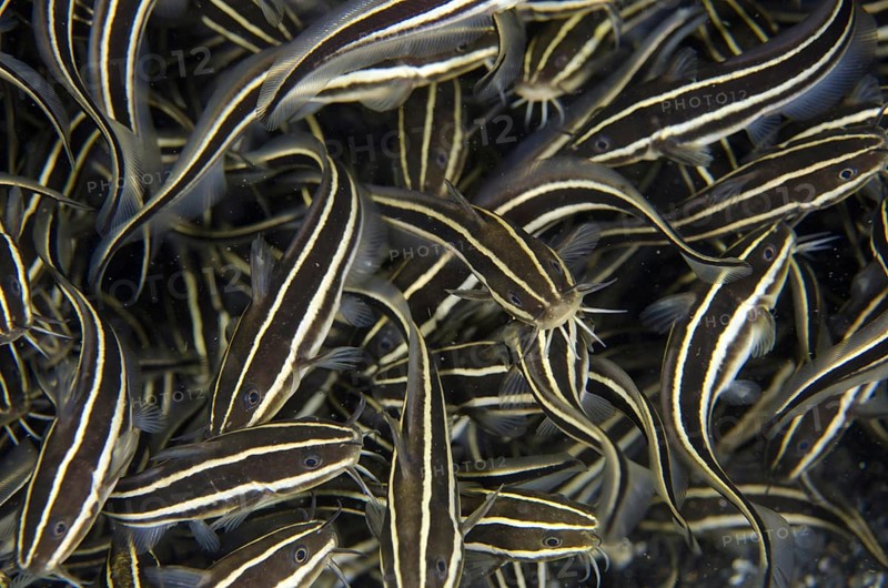Striped Catfish