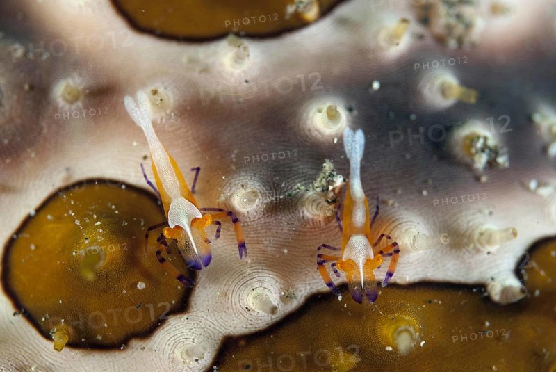 Imperial Shrimp