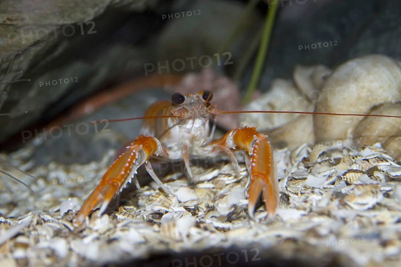 Norway lobster