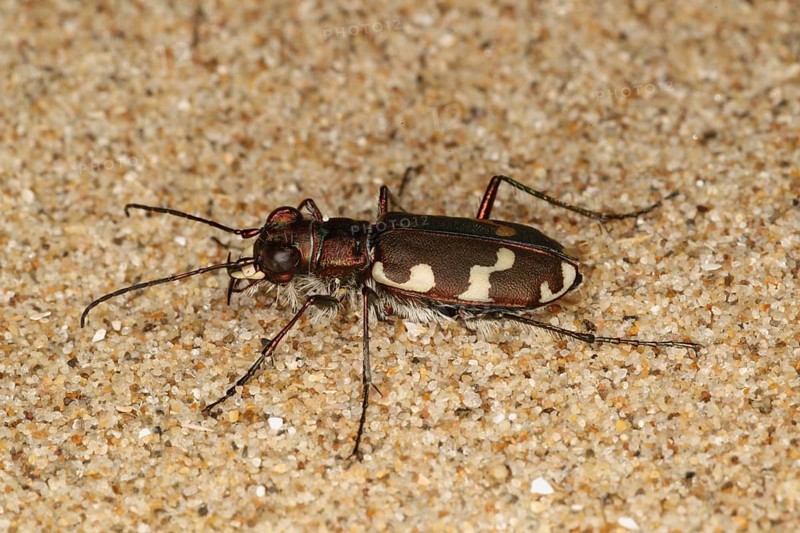 Coastal sand beetle