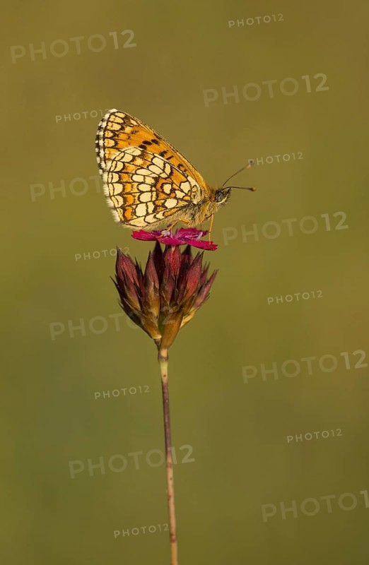 Nickerl's Fritillary
