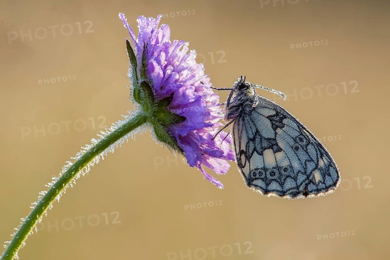 Marbled White