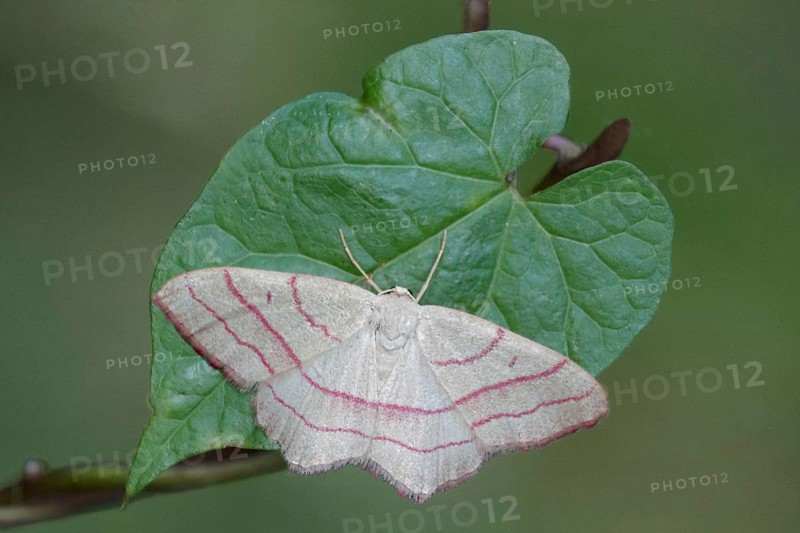 Pink-barred common pink-barred