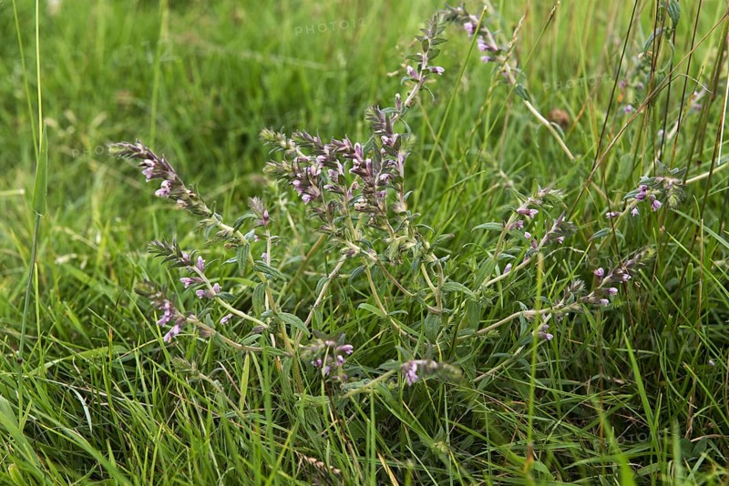 Red Bartsia