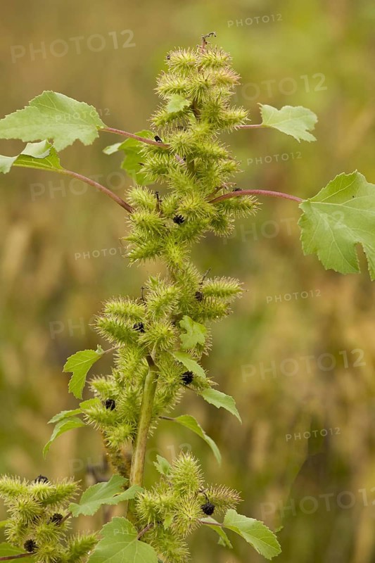 Rough cocklebur