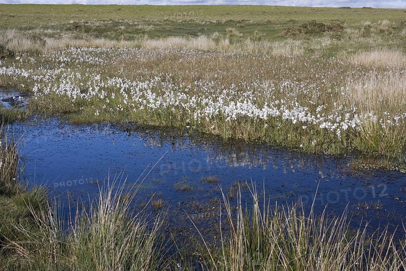 Common common cottongrass