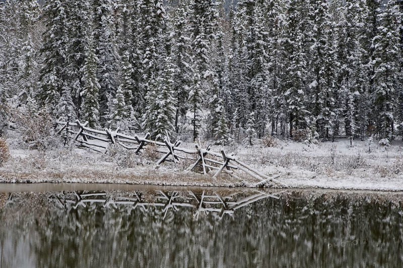 Snow covered fence and spruce trees reflected in pond