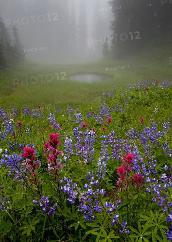 Misty forest pool with broadleaf lupin and magenta paintbrush