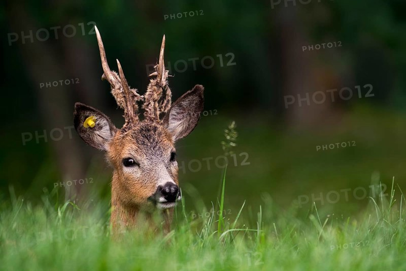 European roe deer
