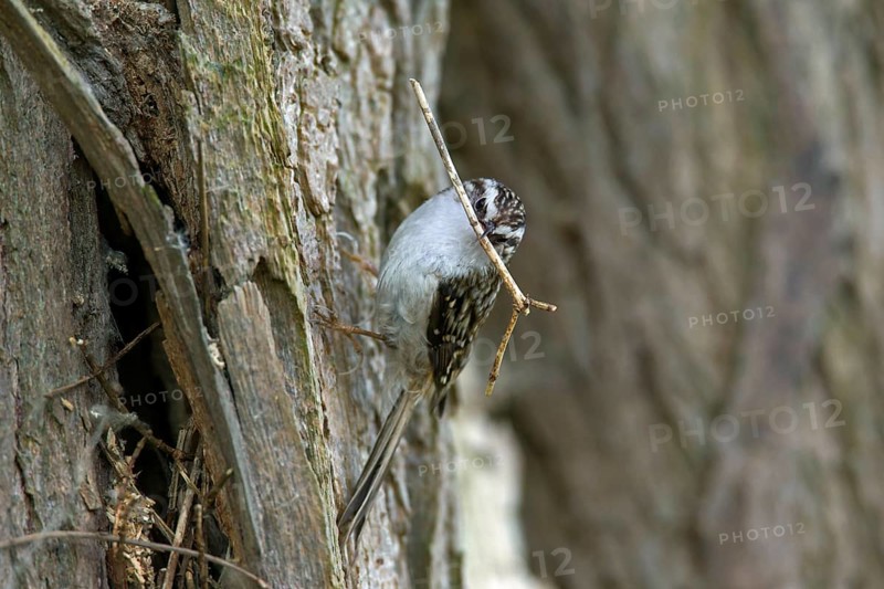 Eurasian treecreeper