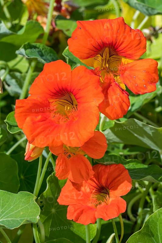 Garden nasturtium