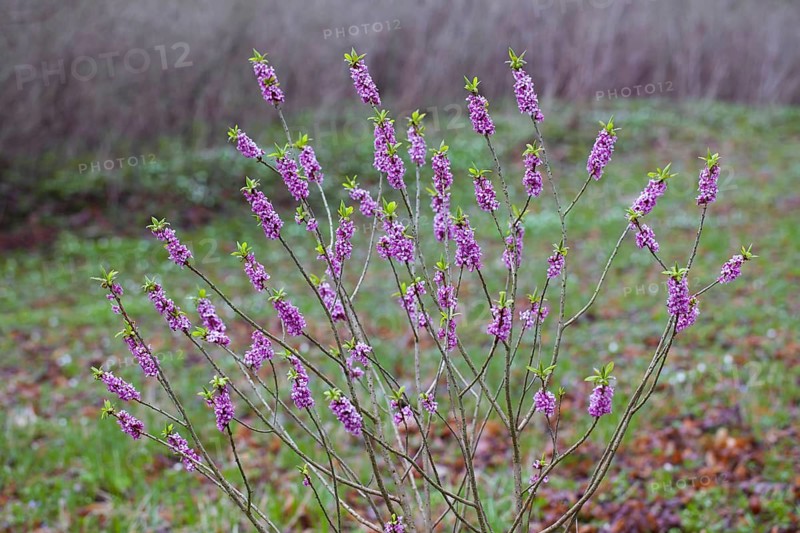 February daphne