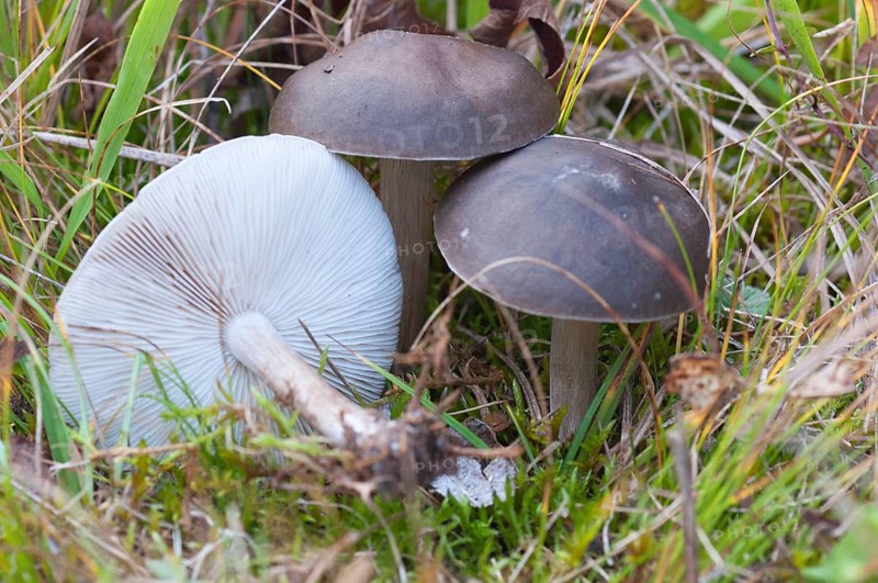 Dark fleshed soft mushroom
