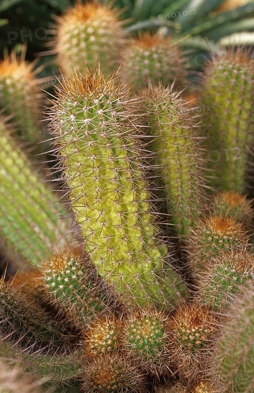 Cactus