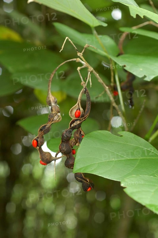 Coral tree species