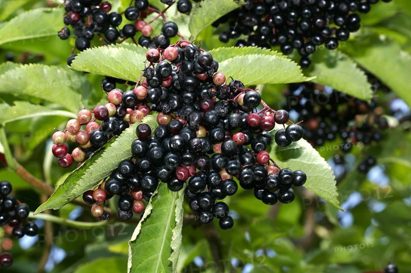 Black elderberry