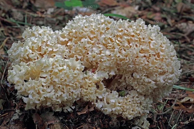 Frilled wood cauliflower fungus