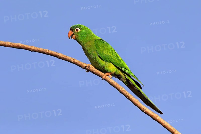 Blue-capped Parakeet
