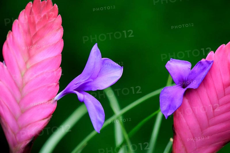 Ball moss blue tillandsia