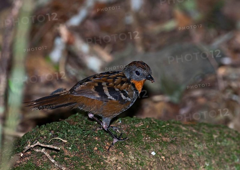 Australian Logrunner
