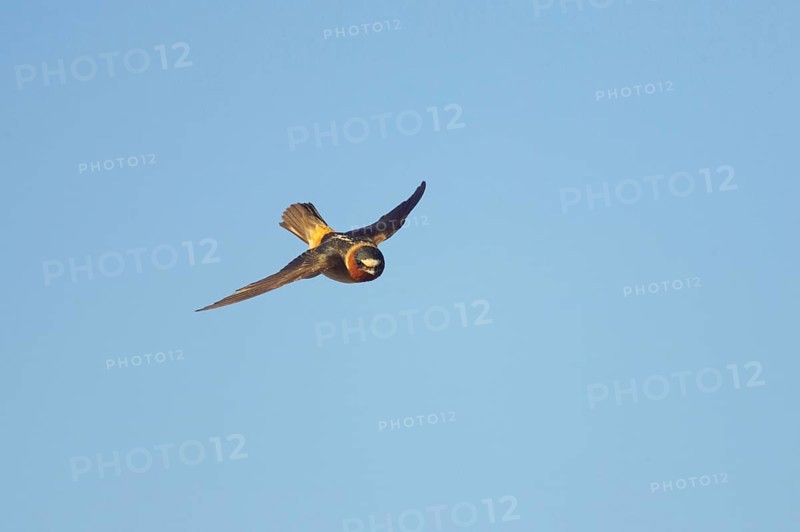 Pale-fronted Swallow