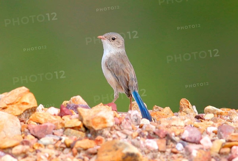 White-winged fairywren