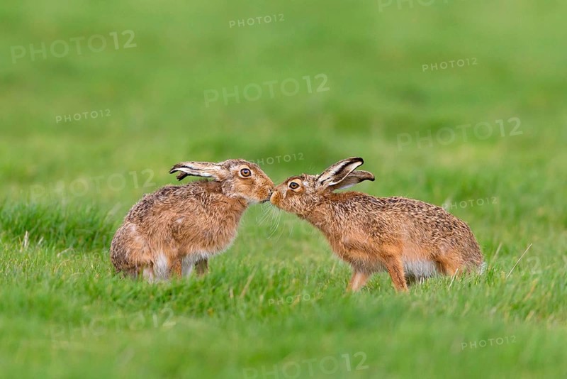 European Hare