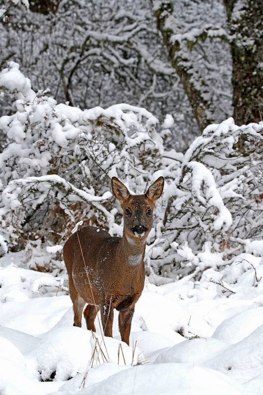 Western Roe Deer