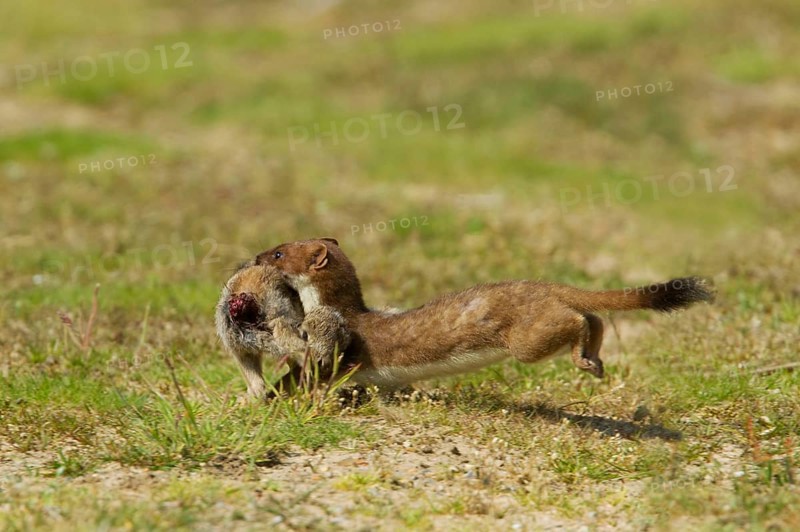 Stoat