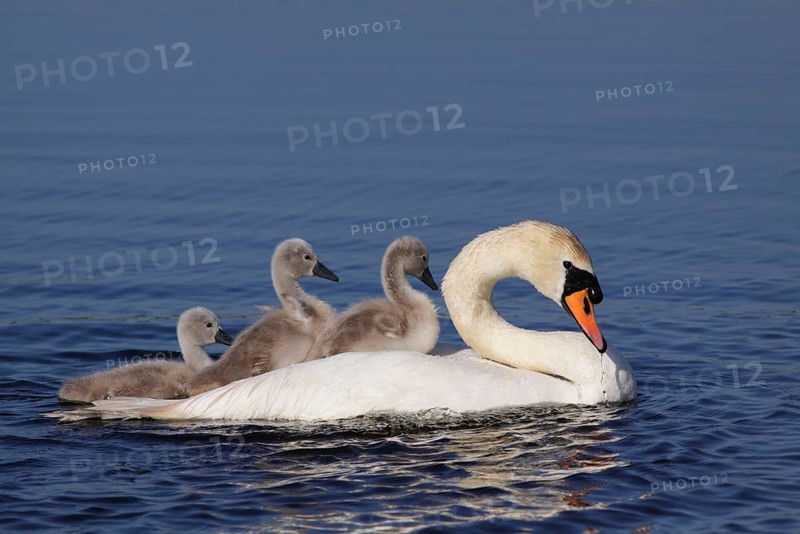 Mute Swan