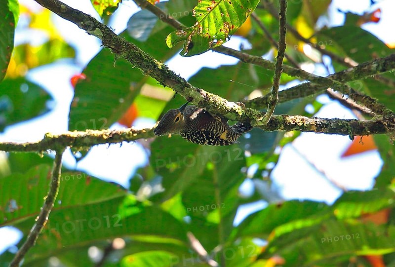 Buff-rumped Woodpecker