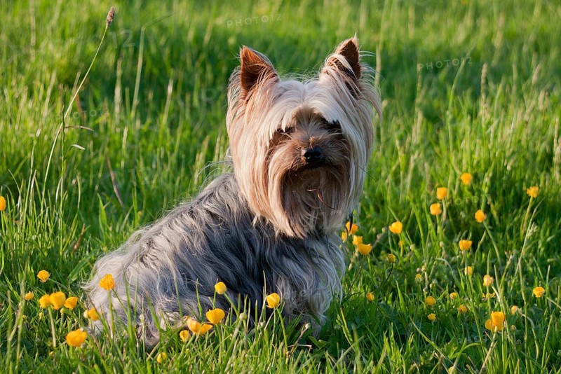 Pet dog