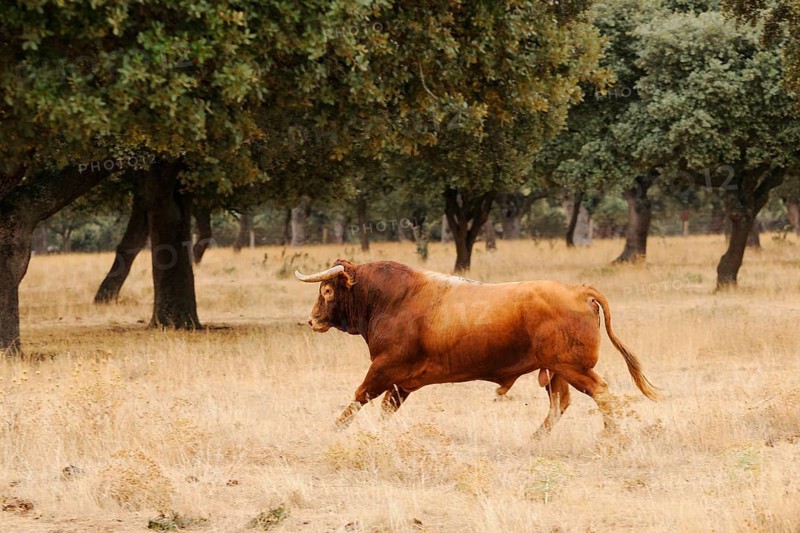Domestic Cattle