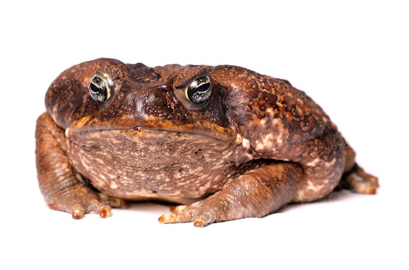 Cane toad