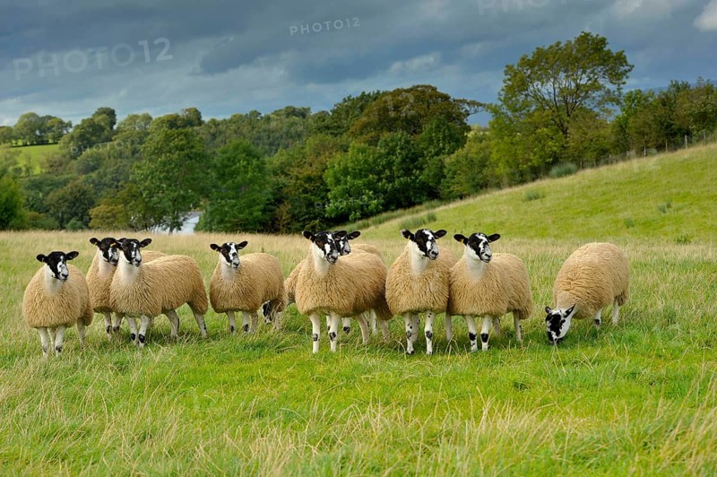 Domestic Sheep