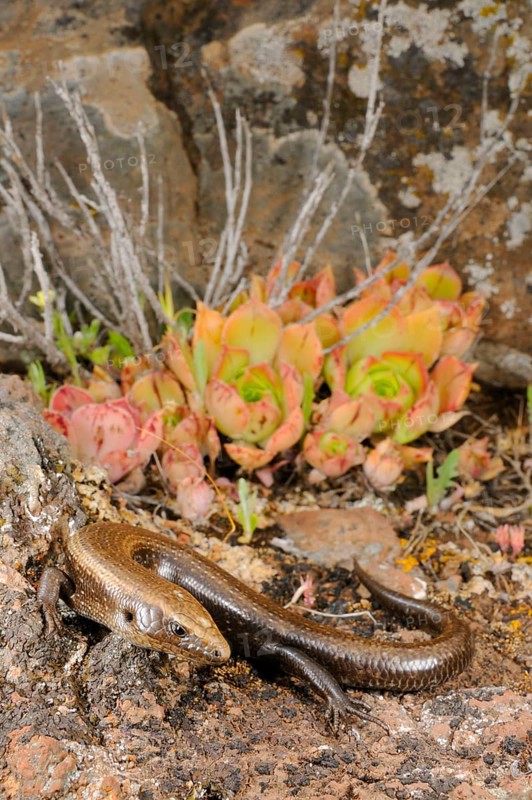 Western skink