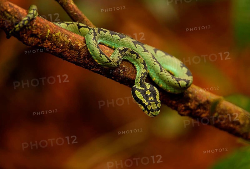 Sri lankan pit vipers