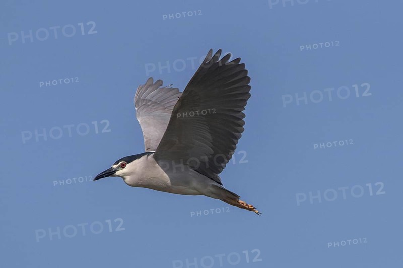 Night Heron with Black Crown Flying at Lake Kerkini Northern Greece