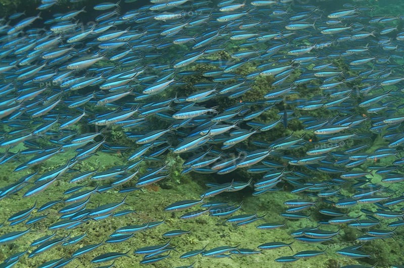Blue-striped Fusiliers