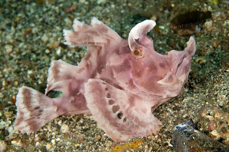 Paddle-flap Scorpionfish