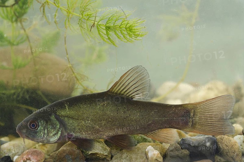 Tench