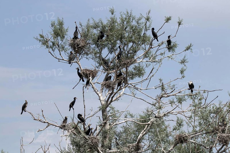 Cormorant nesting colony at Lake Kerkini Northern Greece
