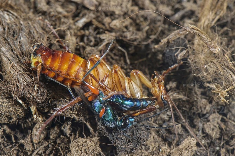 Emerald cockroach wasp