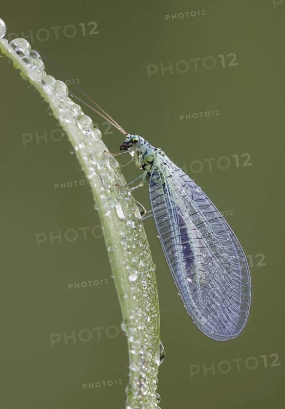 Green Lacewing